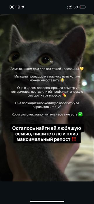 Ищем дом для котика