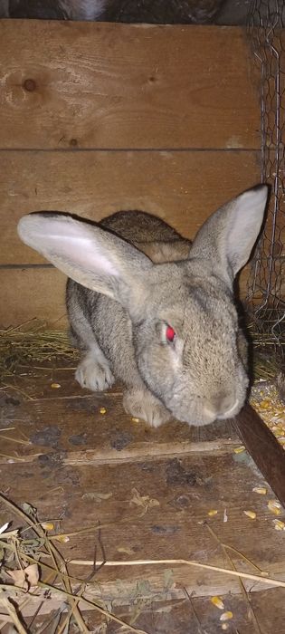 Vând iepuri de casă