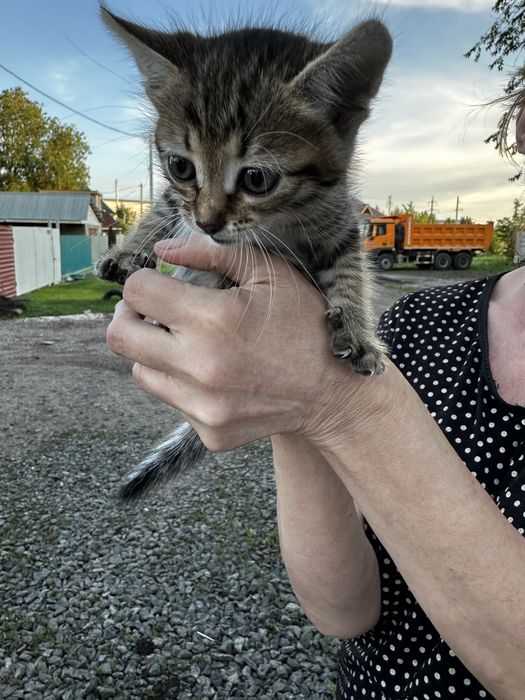 Котенок бесплатно