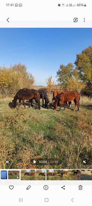 Биелер сатамыз, құлынды биелер