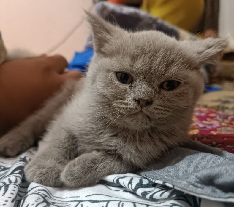 Котята скотиш страйт