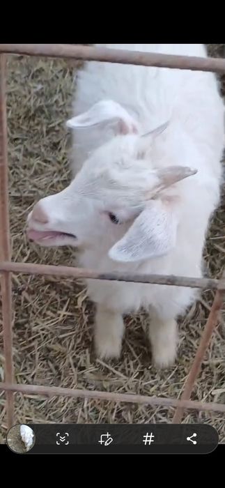 Căprita saanen elvetiana