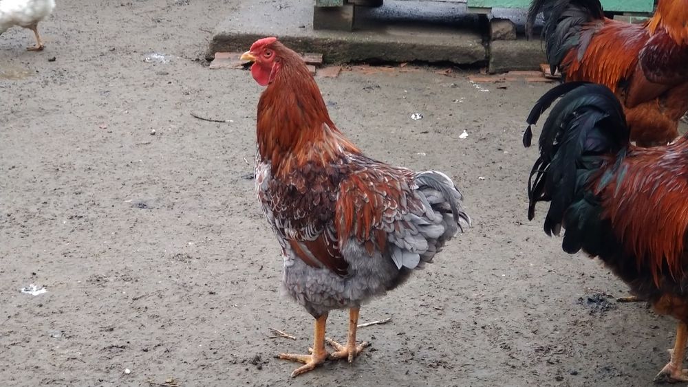 Cocos wyandott rosu albastru tineret