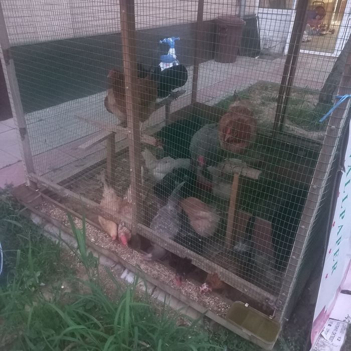 100% Xonaki rang-barang tovuqlar sotuvda