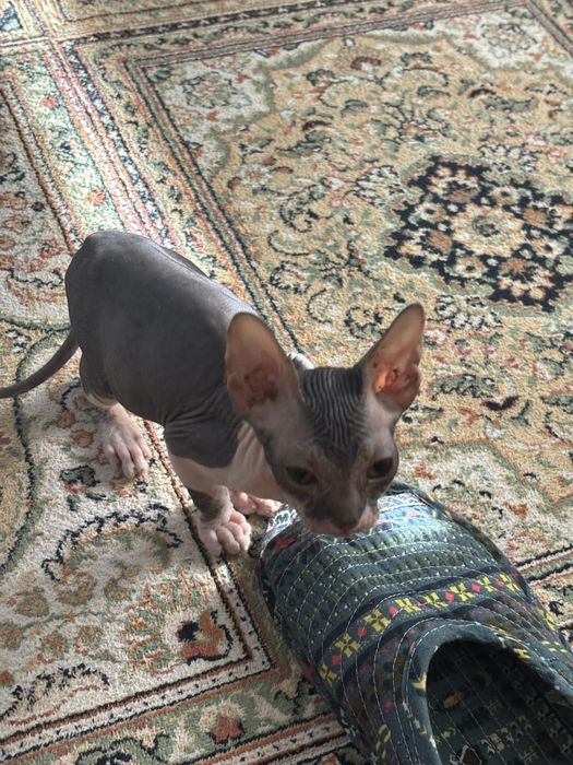 Продается котенок сфинкс