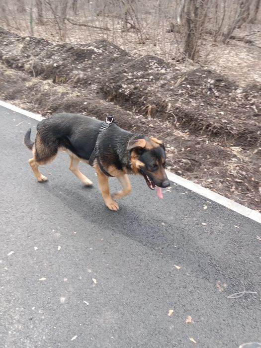 Продам собаку, кобеля