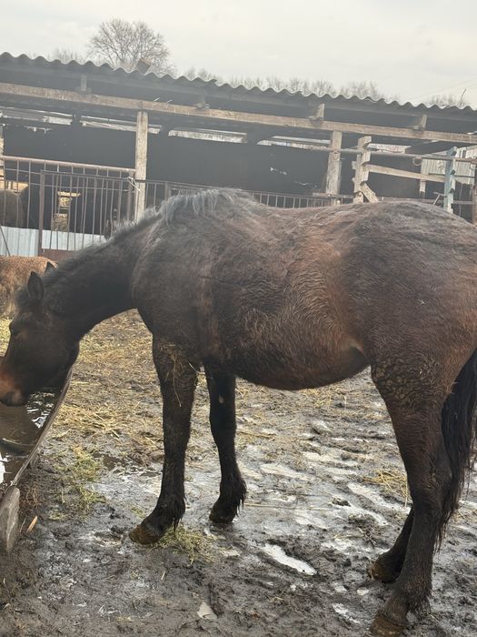 2 жасар жылкы семыз