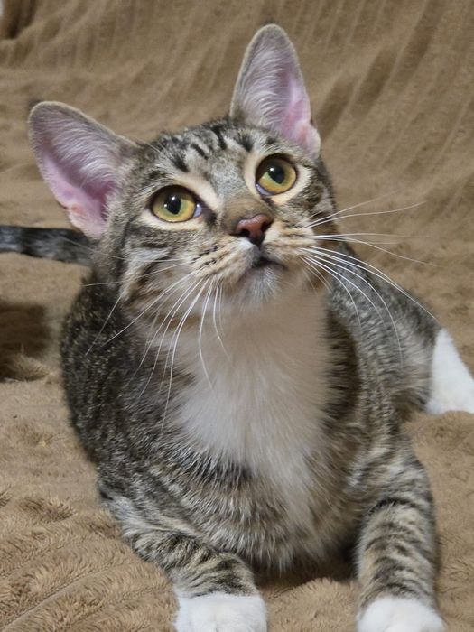 Котята-подростки в добрые руки