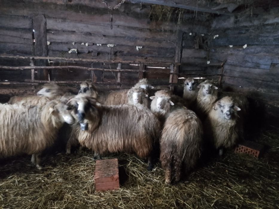 Oi de vânzare  cu miei