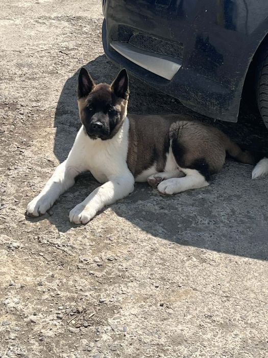 Vând Achita American