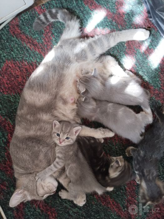 Скотиш страйт котята
