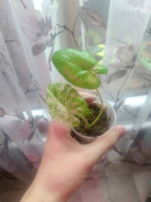 Продам комнатные растения