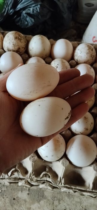 Goluboy favorit o'rdak jo'jalari