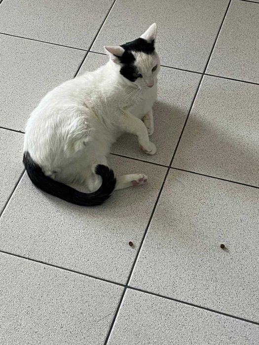 Pisu, motan sterilizat pentru adopție