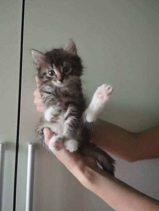 Отдам бесплатно котят