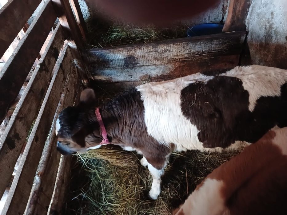 Телята 1,5 месяца ( бычок и телка)