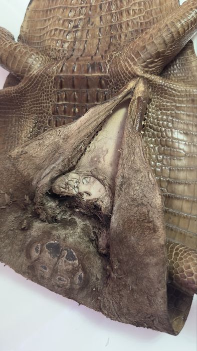 Кракодильчик  кракодил