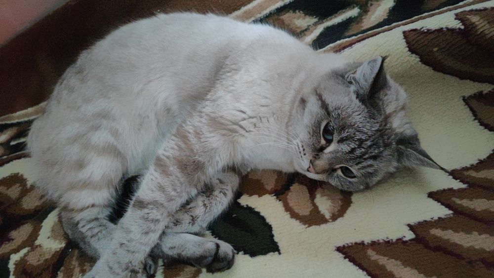 Mushuk sotiladi parodali