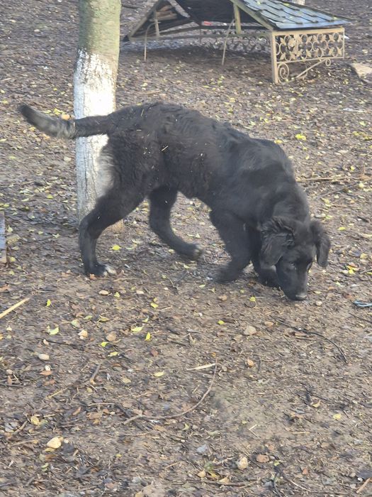 Ciobanesc Corb femelă