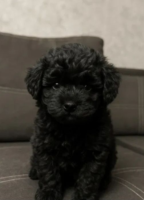 Китайская девочка мини Чернушка