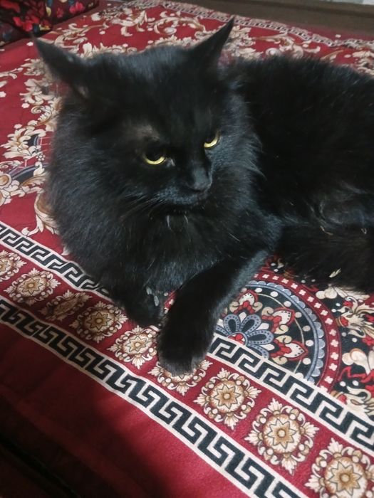 chiroyli mushuk rangi qop qora