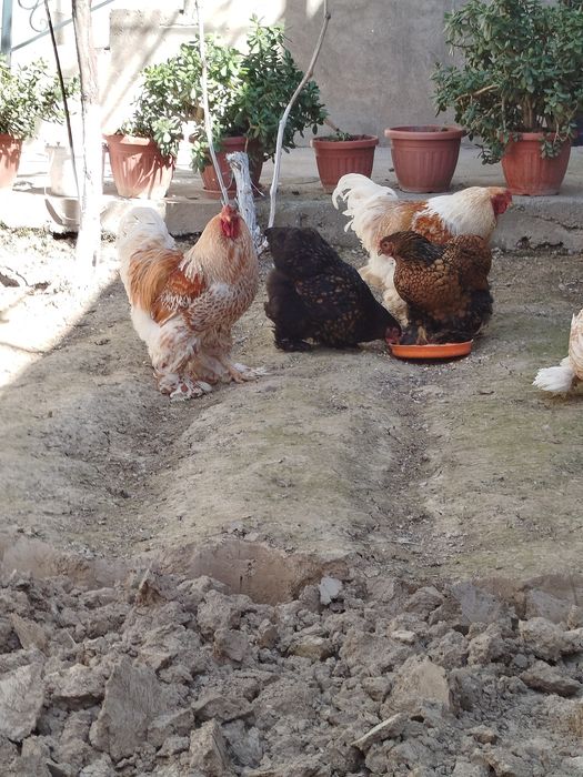 Брама белый золота 600 донаси