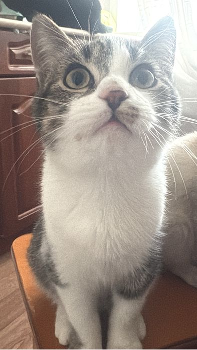 Пристраивается котенок в добрые руки