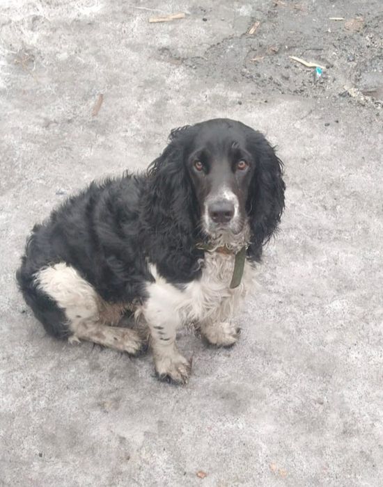 Отдам в добрые руки.