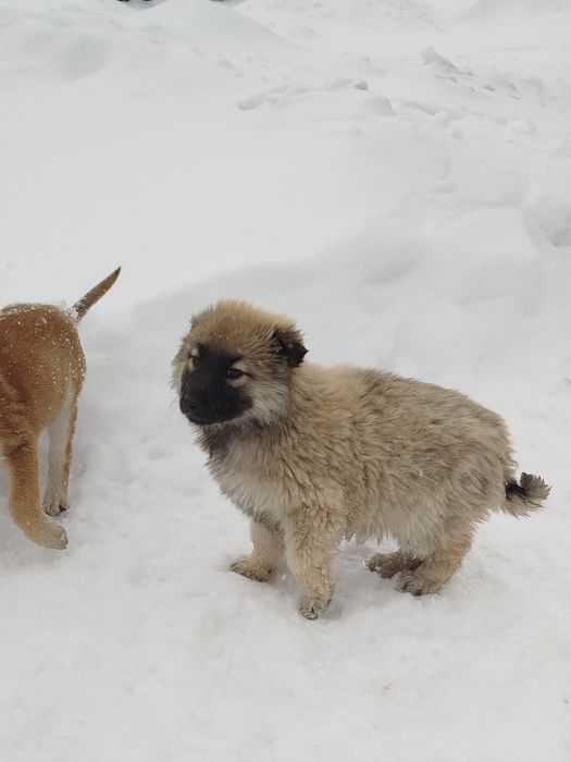 Отдам щенков у добрые руки