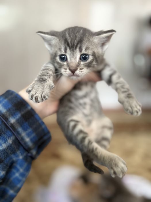 Отдам котят в добрые руки