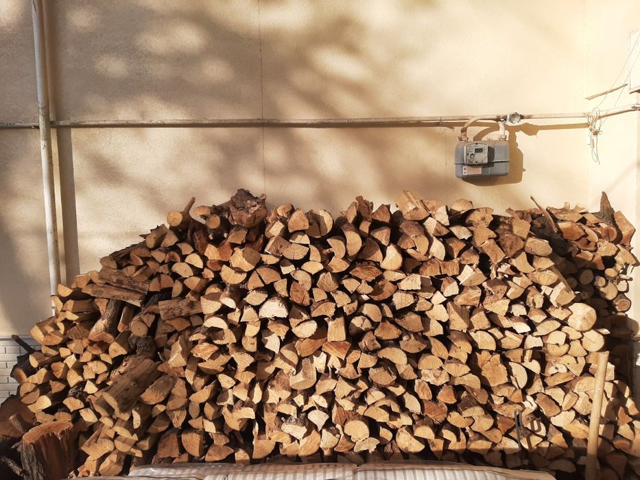 Утин куриган мева дарахти