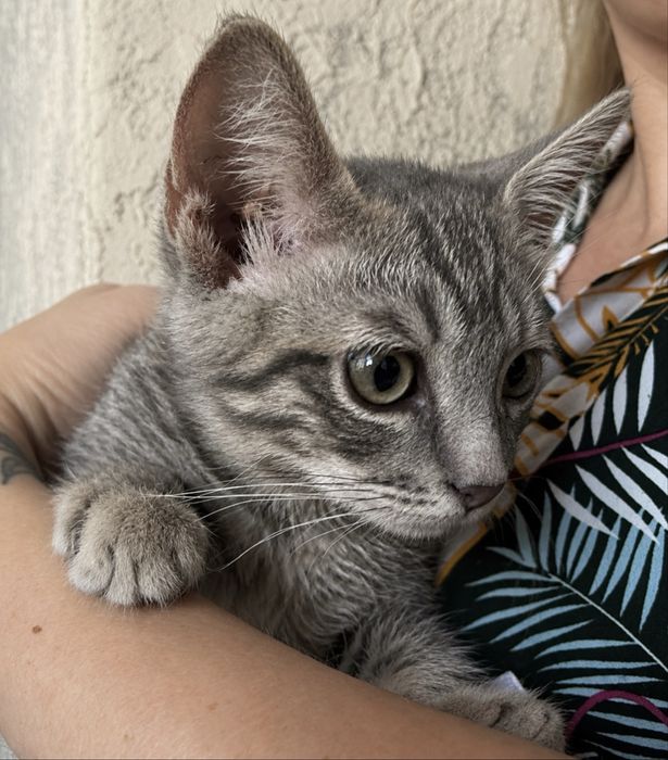 Котенок в добрый руки