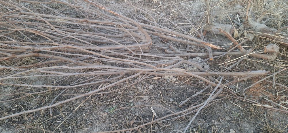 Daraxt o‘tin sotiladi,  kovlangan, kesilgan