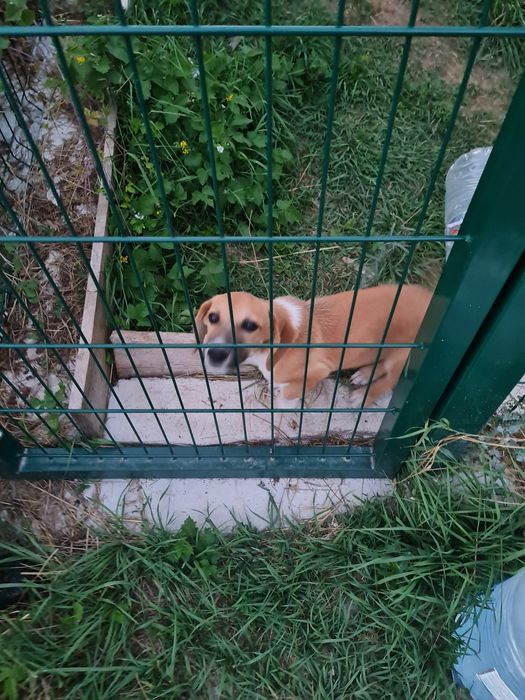 Подаряваме мъжко кученце