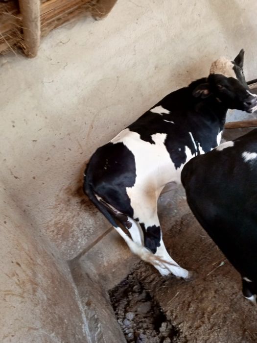 Қара мал бар семіз