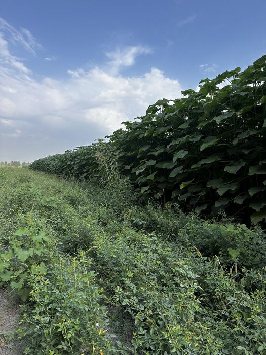 Павлония Pavlovniya bor