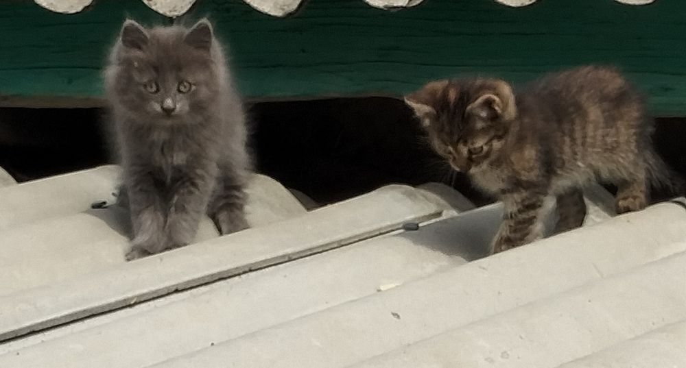 Отдам котят в добрые руки