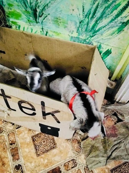 Альпийские козлята