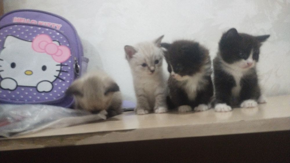 Котята 1.5 месяца