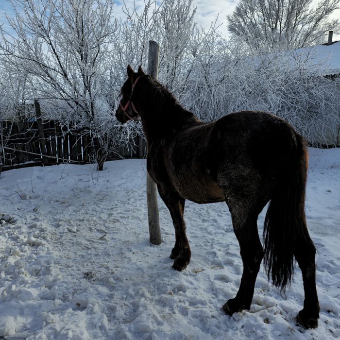 Айғыр сатылады дончак