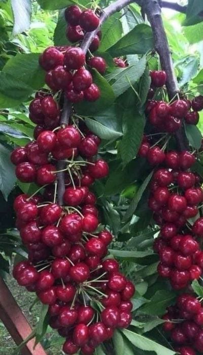 Zmeura kayuga polka- Visini Mure Minikiwi Castani- livram in toata tar