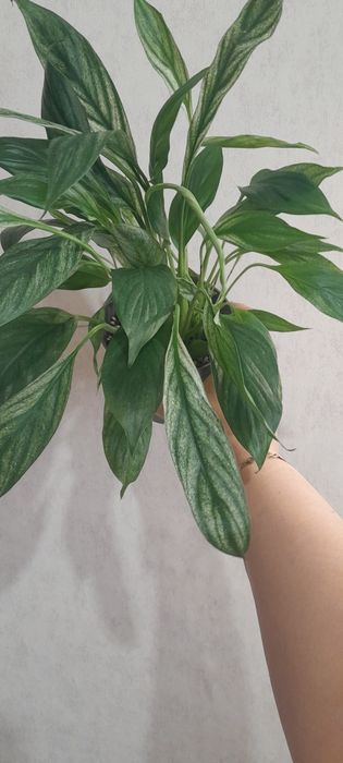 Спатифиллум варигатный