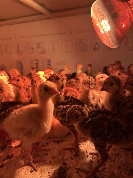 Продам индюшат бронза утяжеленная