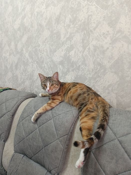 Кошка даром 1 год