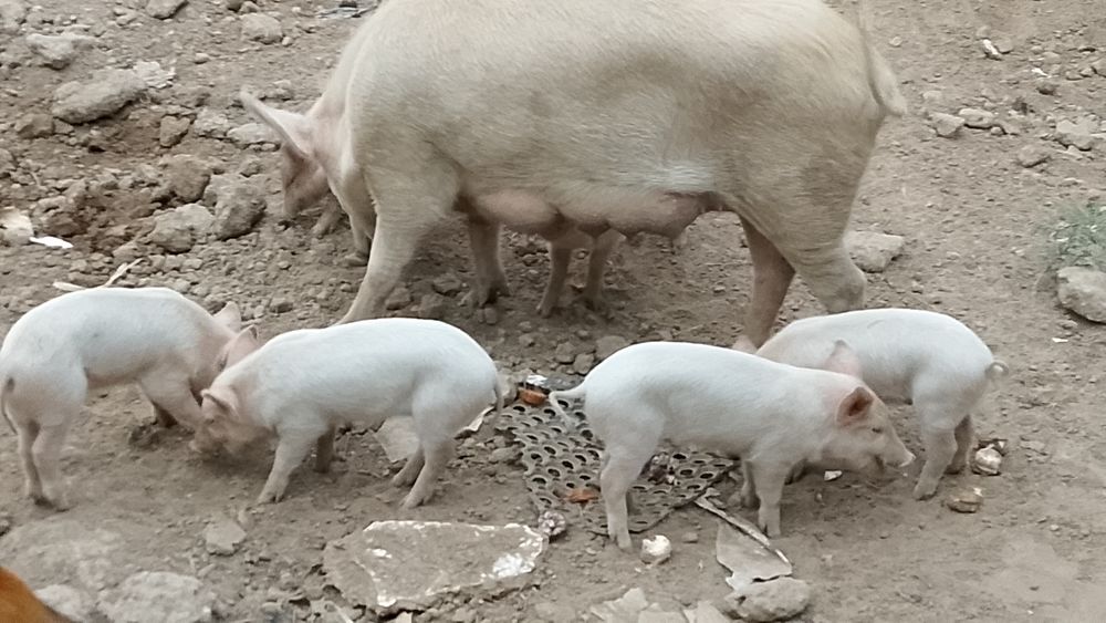 Продам свиней и кобана
