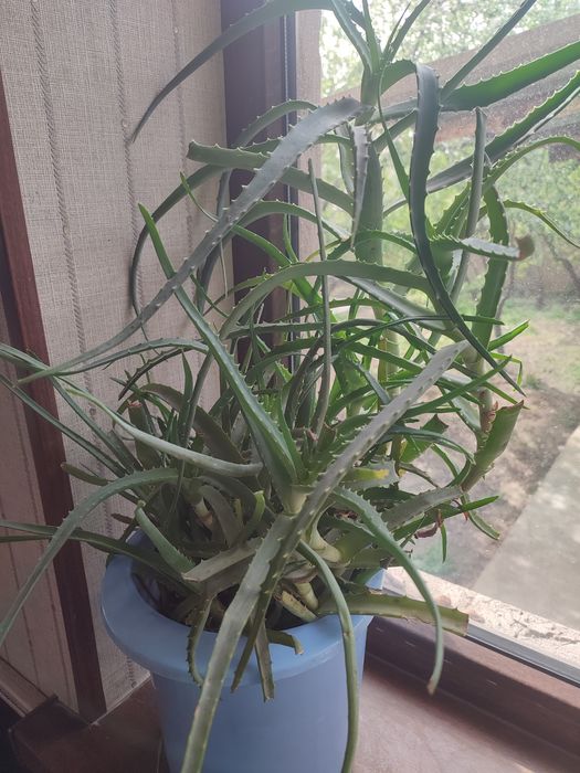 Лечебное алоэ вера