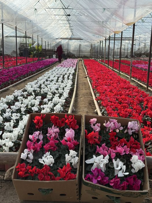 Steklamen Gullar Sotuvga tayor Soni chegaralanmagan