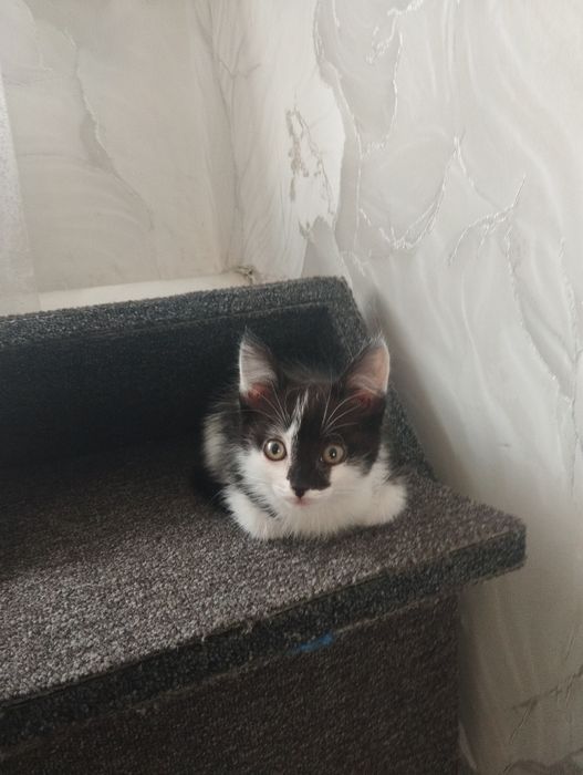 Пропал котёнок город Кокшетау