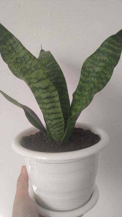 Продам комнатные цветы