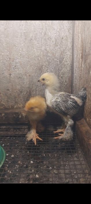 Цыплята *БРАМА* подрощенные